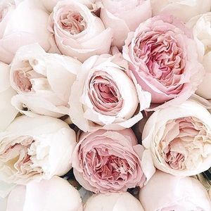 Meet your Posher, Rose